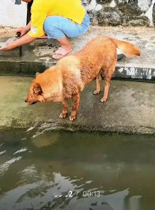 湖南一户人家的监控，拍下一幕。女人端着一盆鱼，走到门前河边。盆里，一条鱼正扑腾