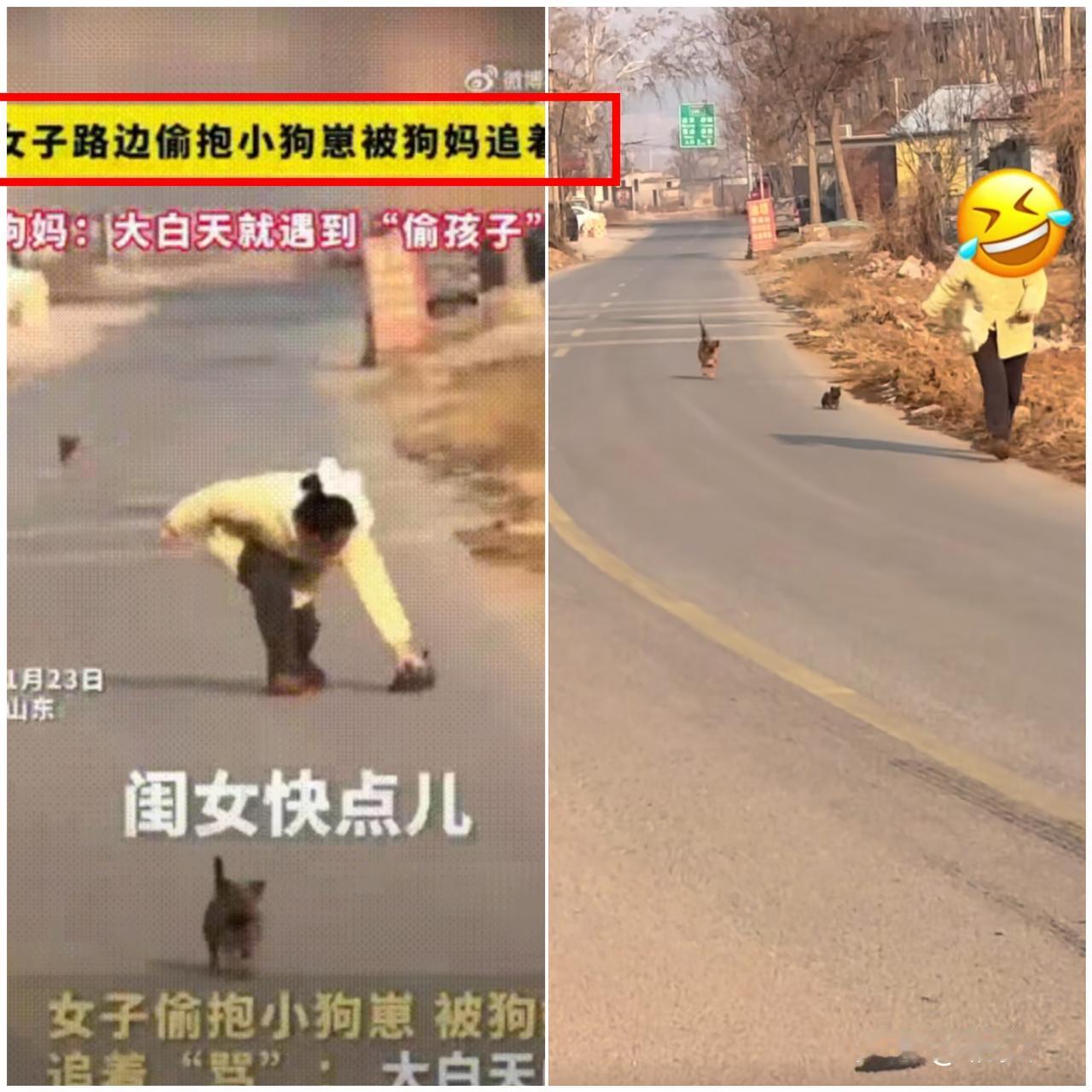 太可爱了！山东街头这一幕，把“为母则刚”演活了！两只大狗带着小狗遛弯，