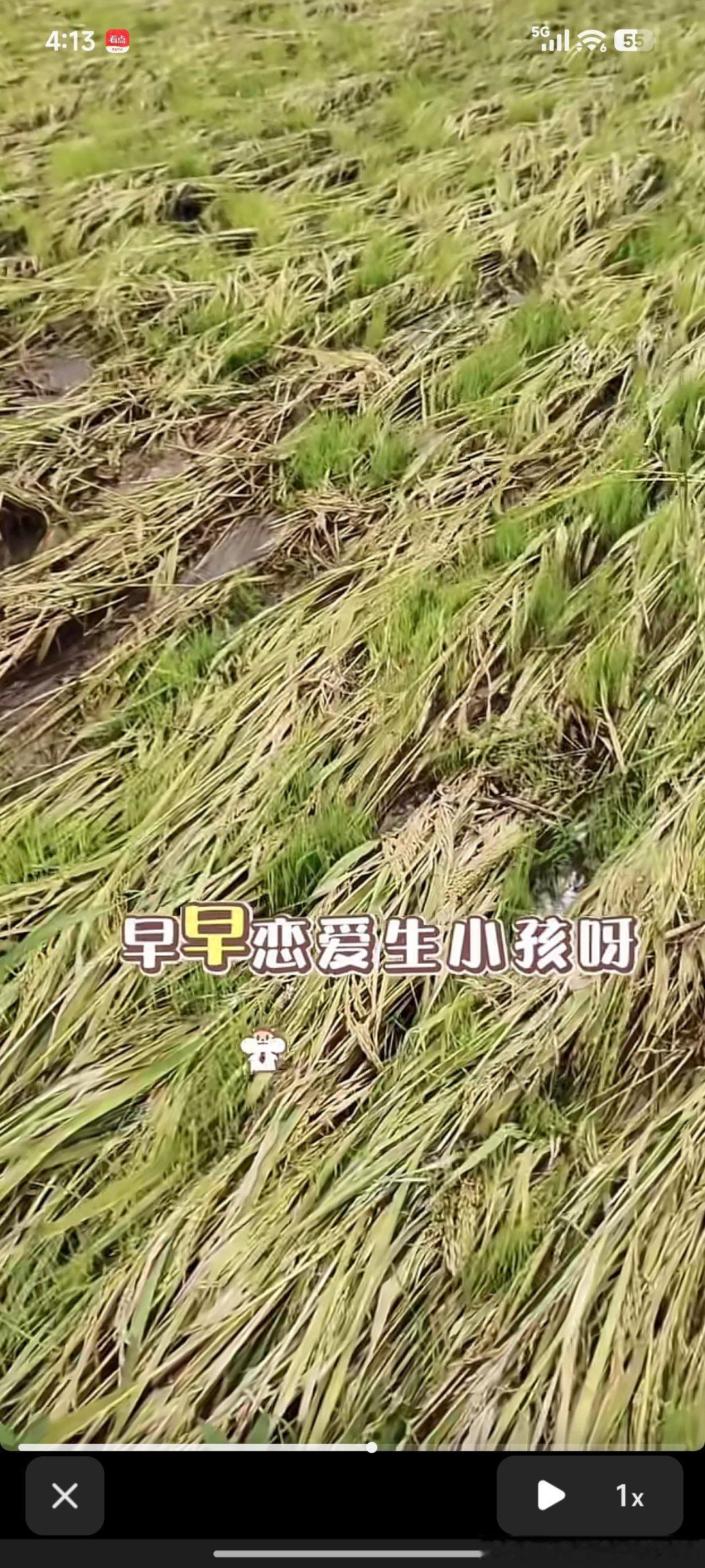 刷抖音刷到，农民种的水稻被风吹倒以后，水泡了，加上高温太阳晒，稻谷两三天就长芽