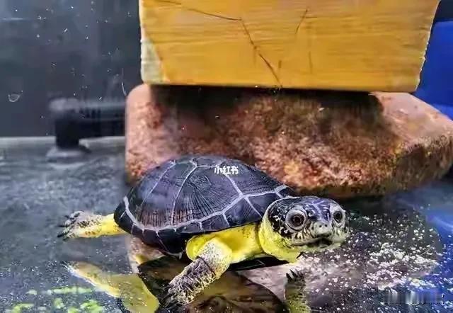 紧身裤内藏“乌龟”.两女子被查获近日,广东边检在一次检查中,意外发现两名时尚