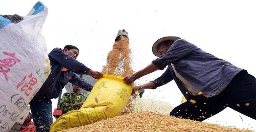 🌞为什么中国粮食价格这么低？说白了这就是国家在给老百姓“保命”，如果粮食价
