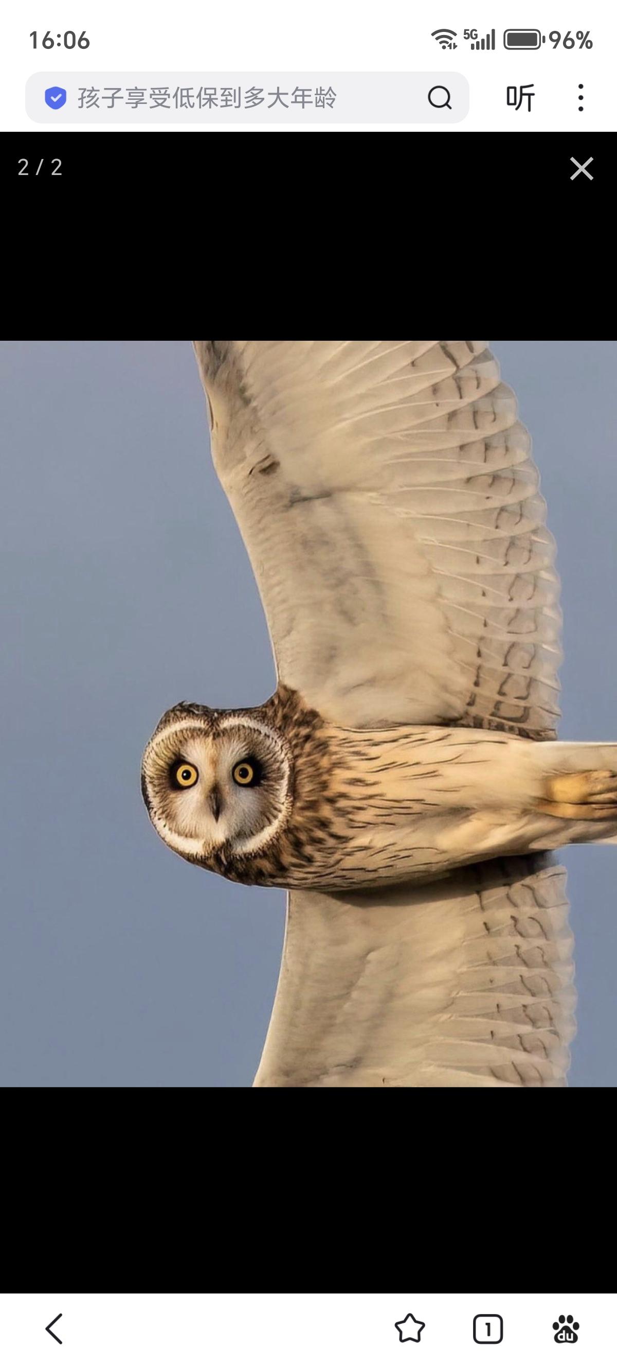 这张摄影绝了！摄影师与行踪隐秘的短耳鸮四目相对，捕捉到它优雅的飞行瞬间