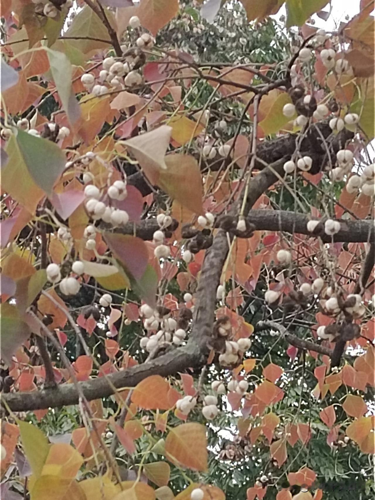 今天去成都东部新区的一个地铁站坐地铁，发现闸机口站满了一大帮大爷大妈们，把乘客的