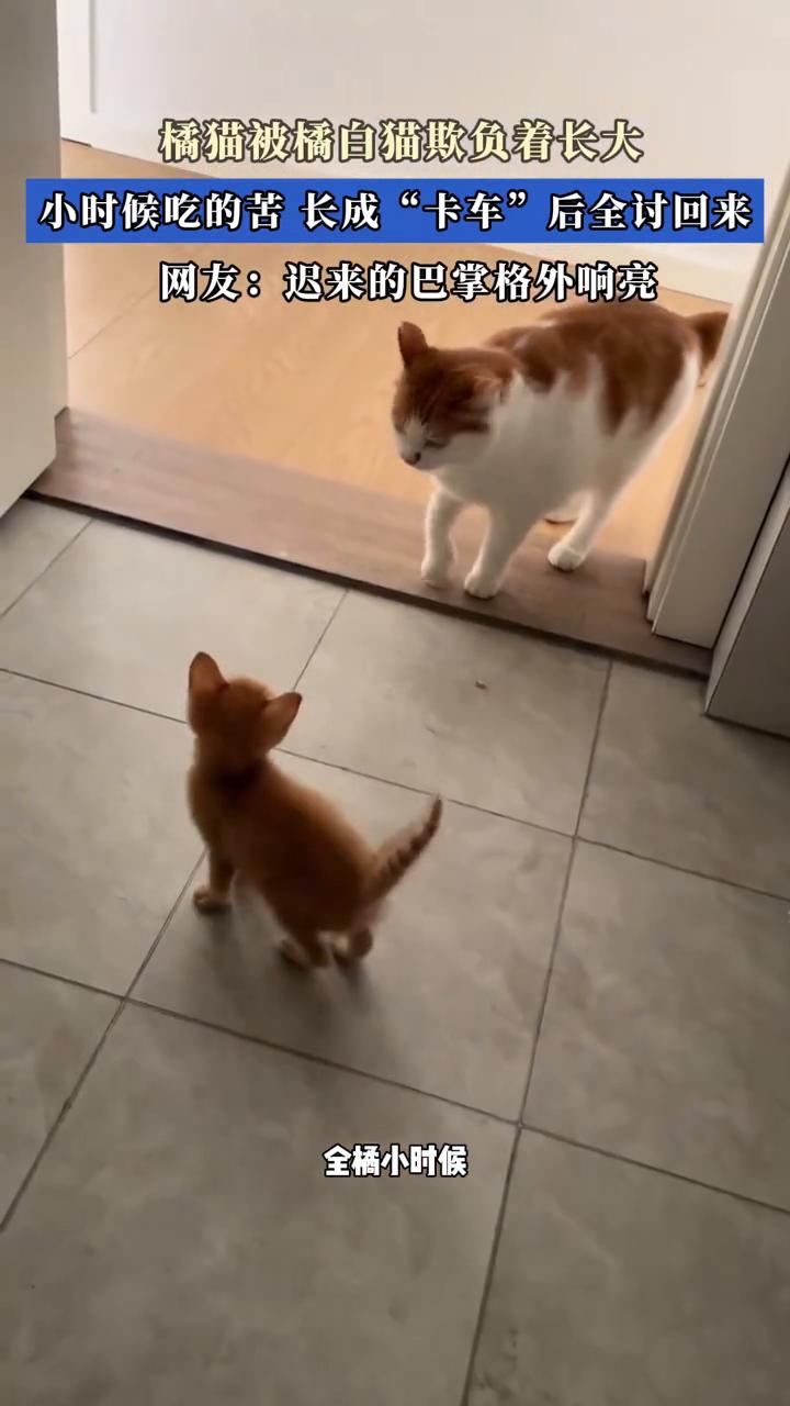 橘猫被橘猫欺负着长大，小时候吃的苦长成"卡车"后全讨回来。网友：迟来的巴掌格外响