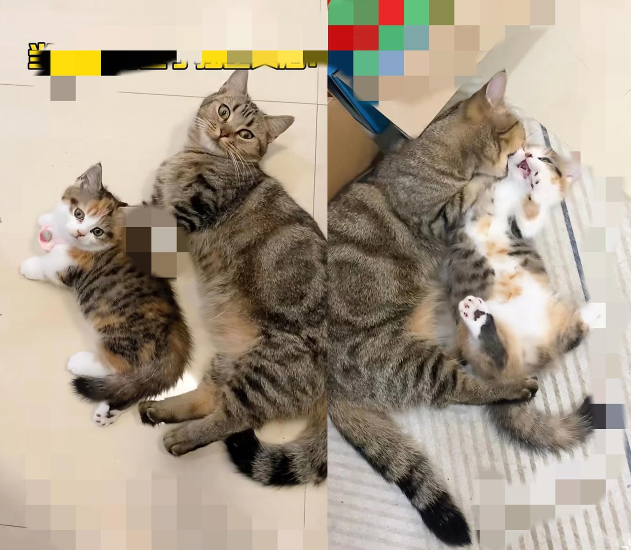 谁懂啊！刷到流浪猫母女俩蜷在小伙子被窝里的画面，心都要化了！