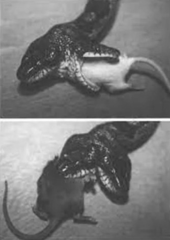 每天一条冷知识1993年，科学家们通过实验对双头蛇的进食行为进行了研究。结果表