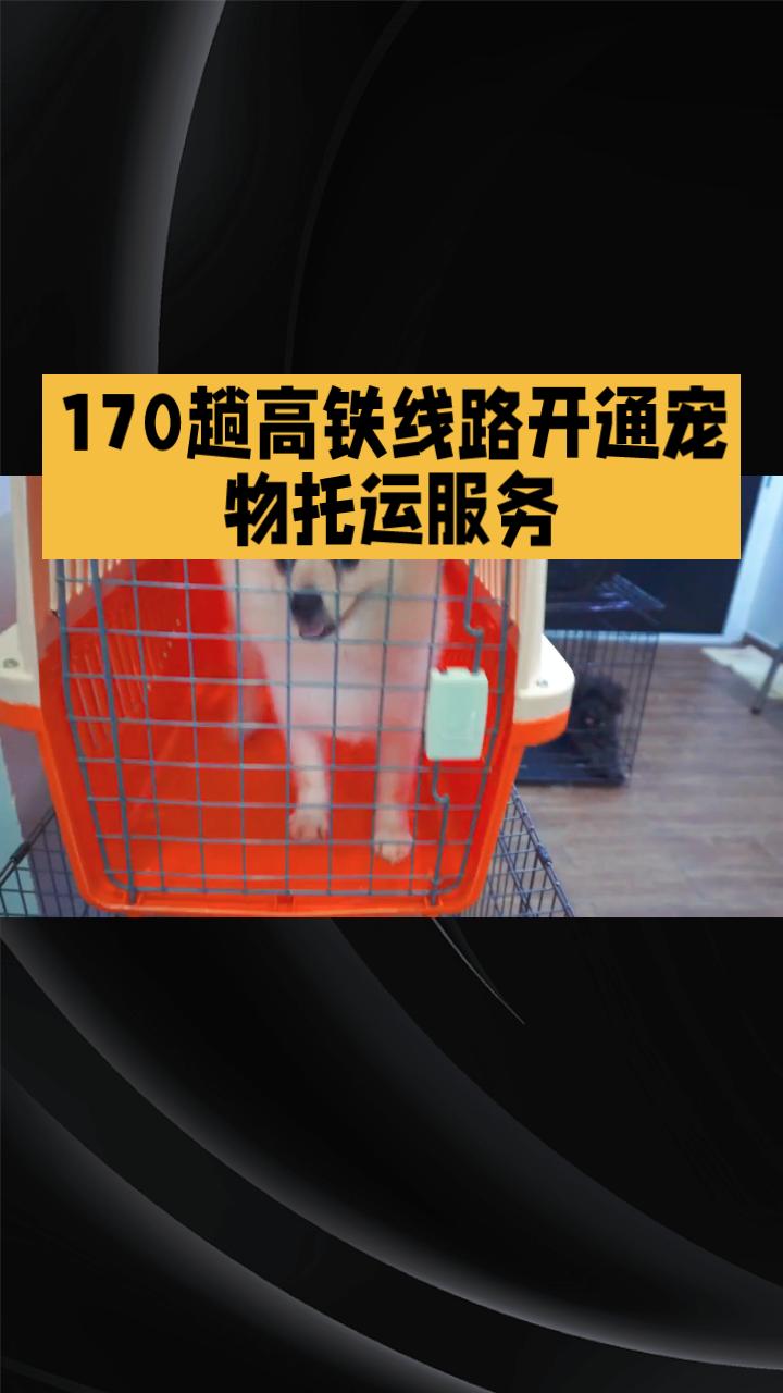 春节将至，你是否考虑带上心爱的宠物一起回家？如何安全、便捷地让宠物乘坐高铁成为不