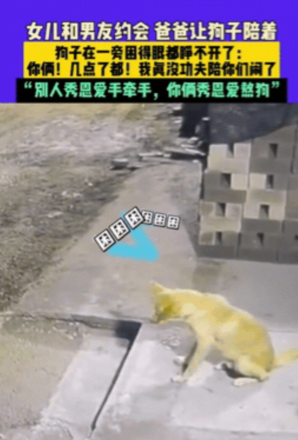 “这是真的狗啊！”7月4日辽宁，女儿和男友约会，父亲有点担心，于是灵机一动，竟然