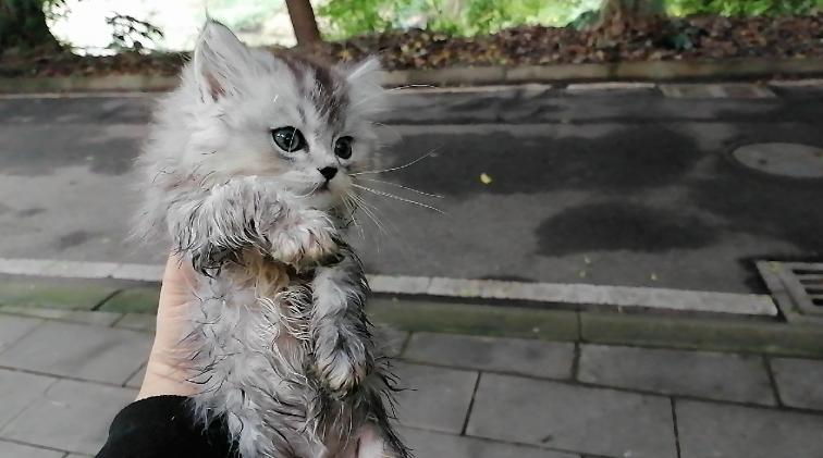 原来是只小鼻嘎？出门旅游又捡了一只猫，它差点被冻死。途经一个偏僻的古镇，附近的