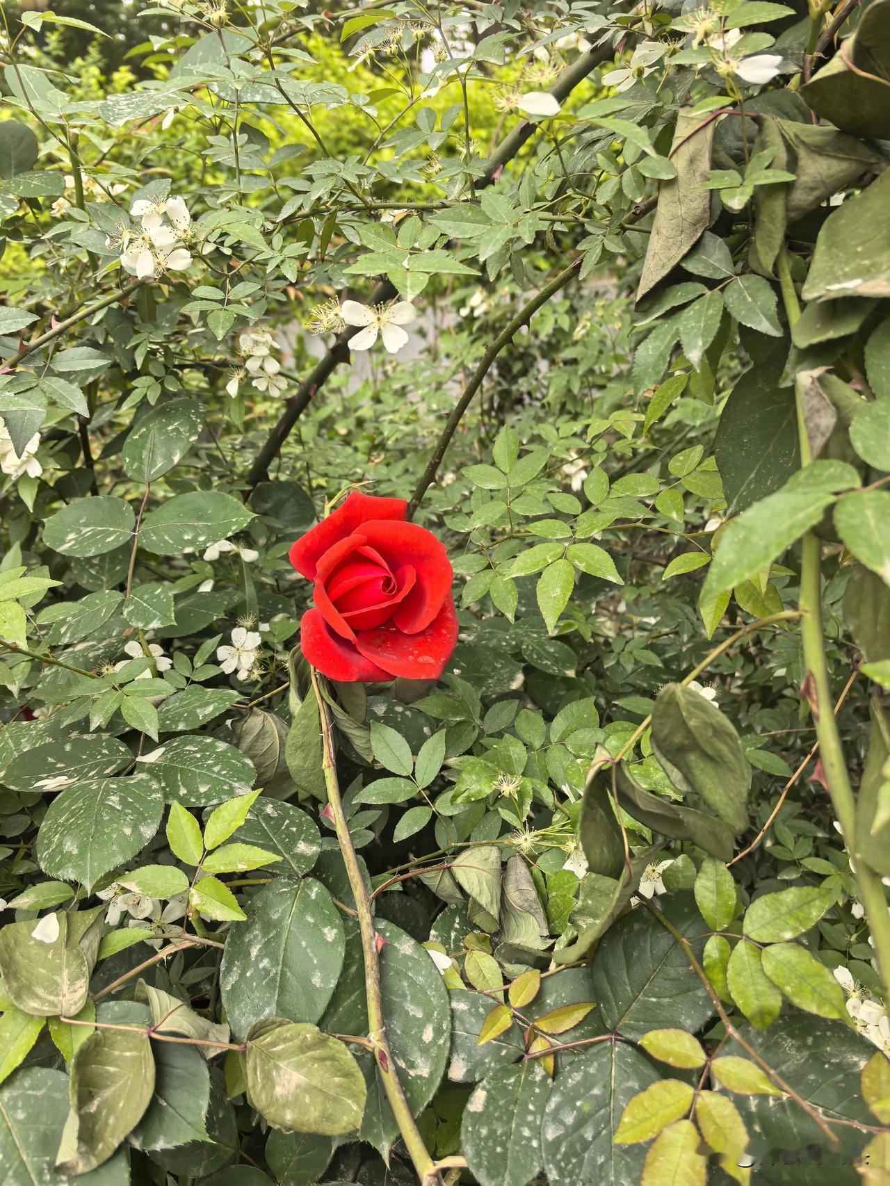 旁边路过的一位女姐，看了看后说：那应该是嫁接的月季花。要不怎么会这么高呢？不知是