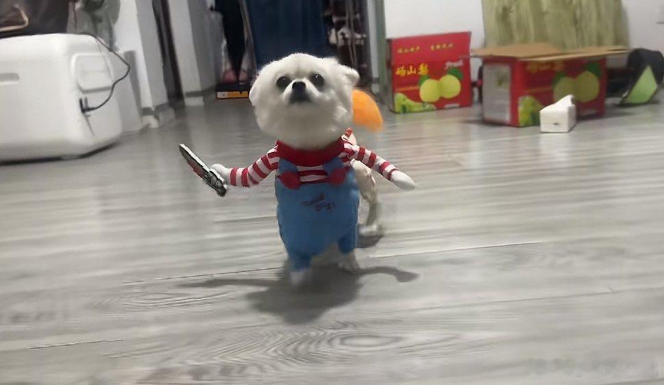 看到给宠物穿的衣服，我发现一些人还是太有才了​​​