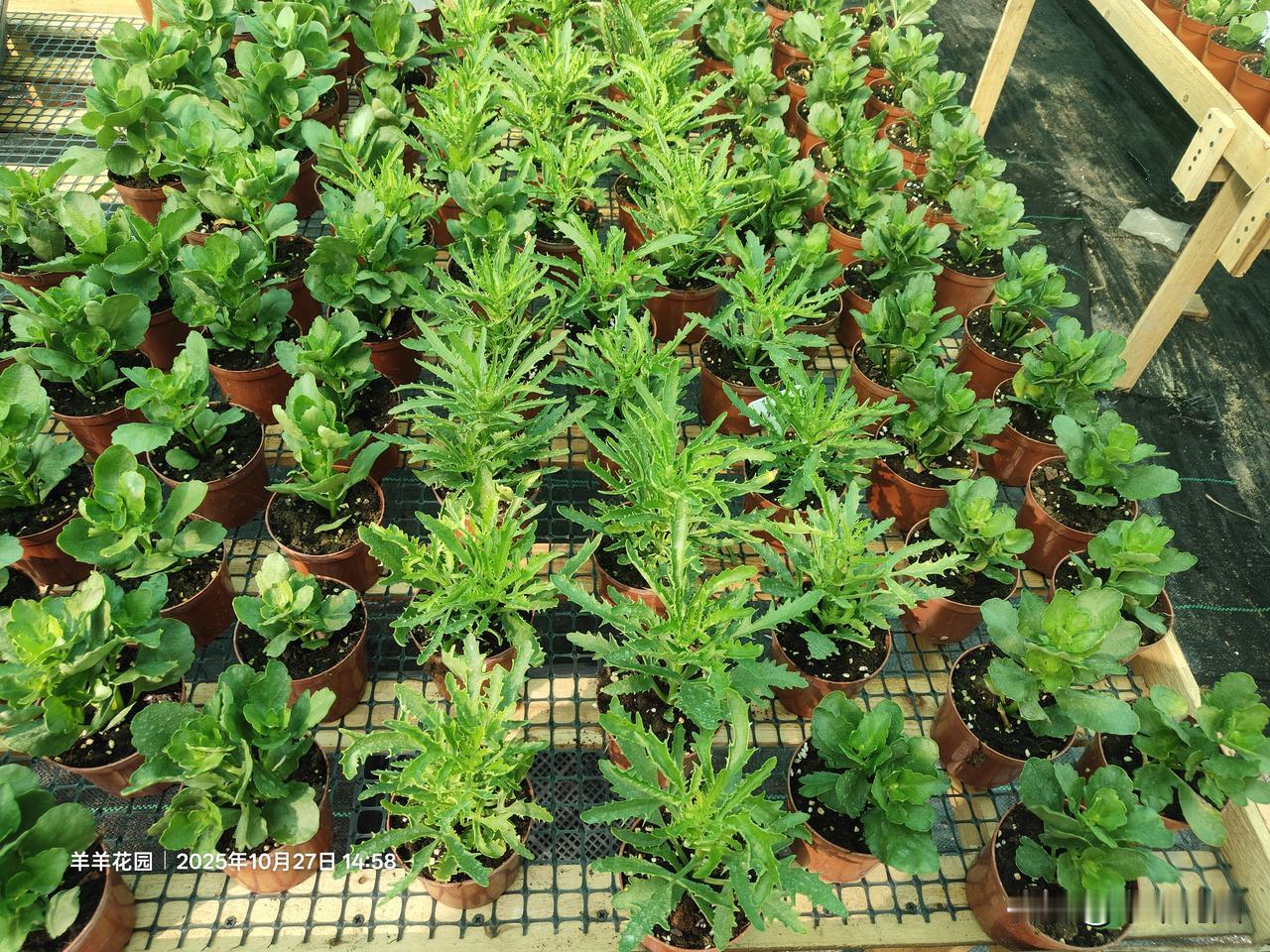 晒一张相册里的花长寿花成品种植10月14日