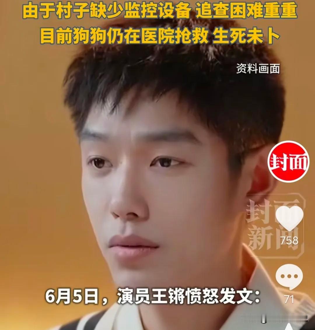 王锵发文怒斥：我的狗被人砍了！王锵的爱犬在村边玩耍时，被人恶意砍伤，伤势严重