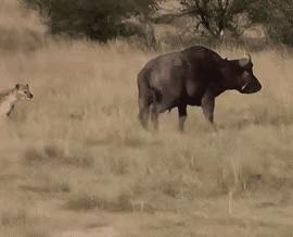 鬣狗围猎水牛，专挑屁股下嘴，一口下去水牛直接腿软。我在纪录片里看这段，镜头晃得