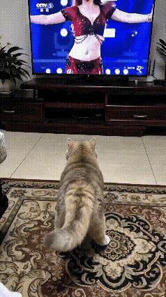 这猫成精了！看美女跳舞入迷，一关电视当场撒泼我家猫是真成精了，成精到没眼看