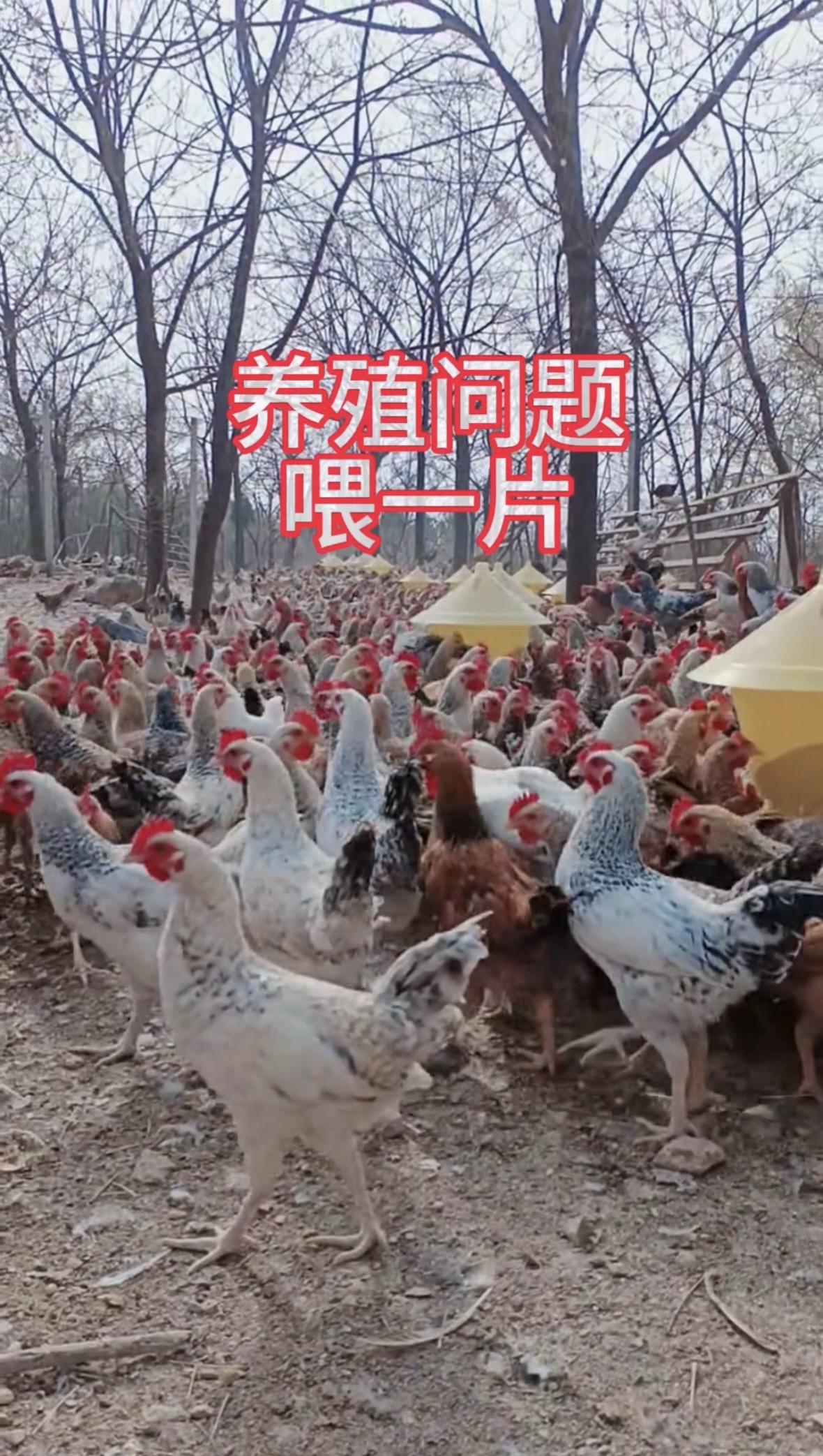 喂上一粒，四季养殖没烦恼