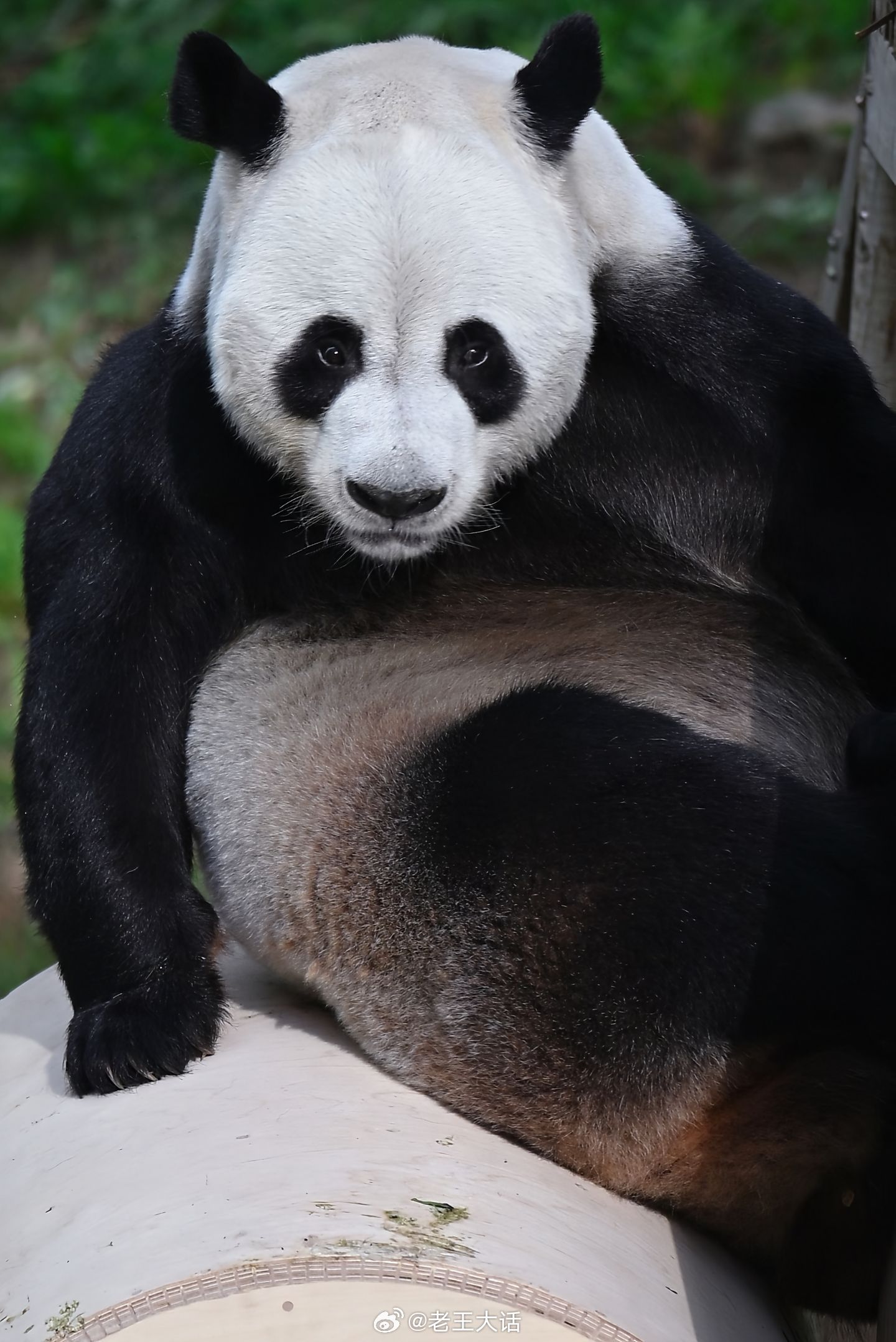 灵岩，这就是男熊的魅力。​​​