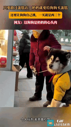 一位老奶奶养了一只阿拉斯加，狗狗每天都会陪着奶奶出门买菜遛弯，也会陪奶奶逛街，逛