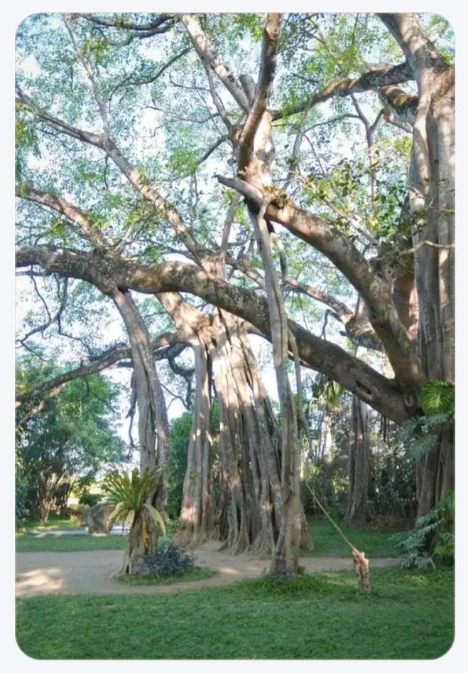 西双版纳的公园成了东北人的表演场！西双版纳的雨林公园天天人流如织、热