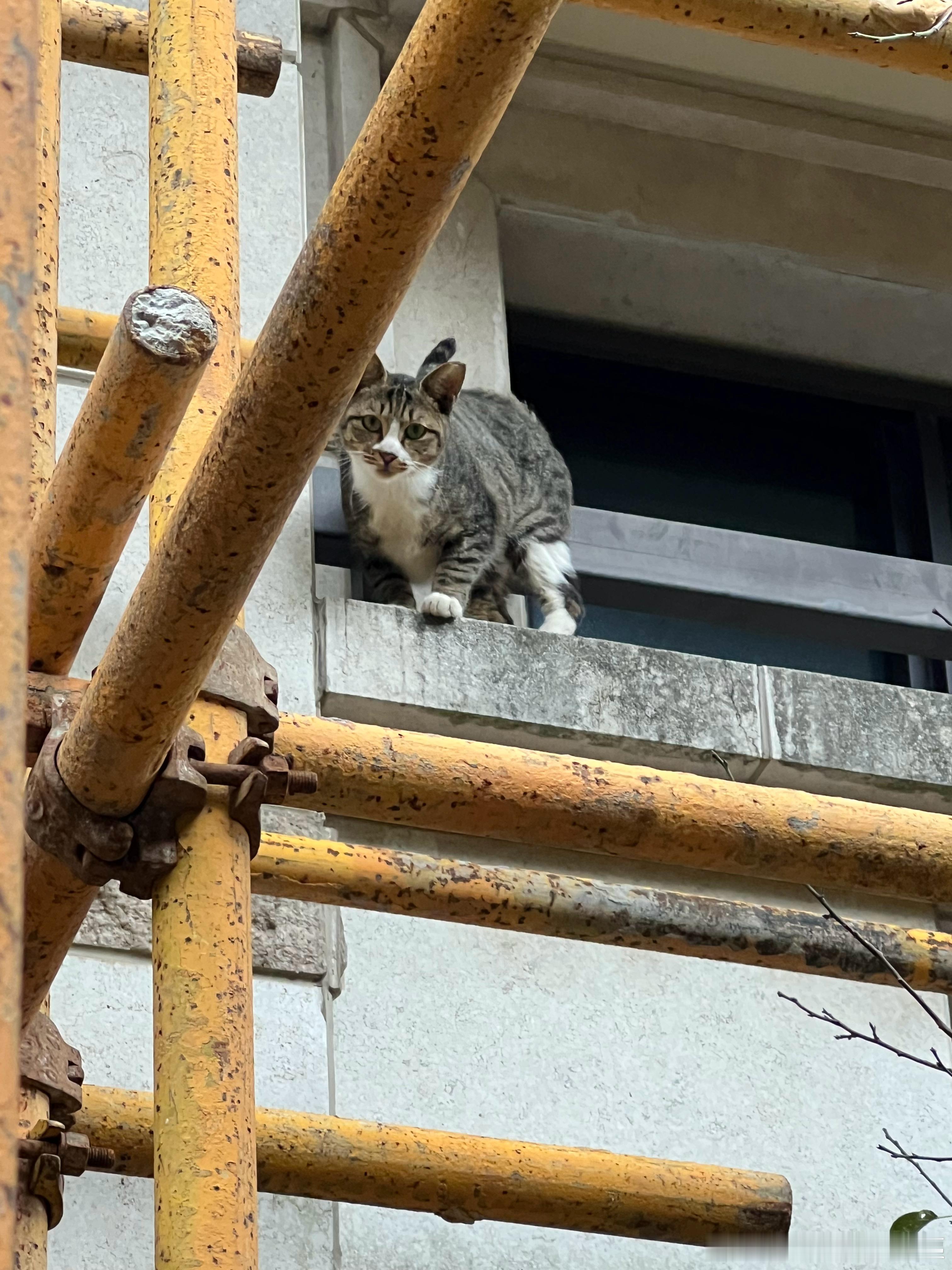 这个小猫咪坏的很！楼上给她留的猫粮可能吃完了，我在楼下扫院子，她站在阳台叫我上去