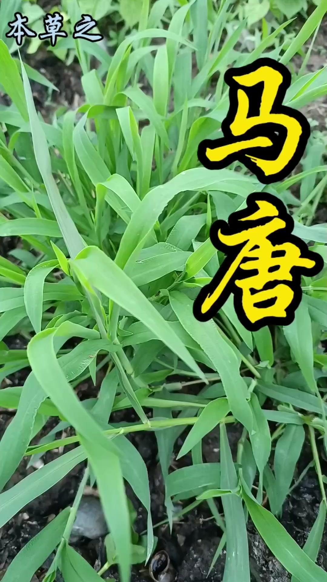 它是禾本科一年生草本，常叫抓地草或鸡爪草，叶片细长像披针形，茎秆要么膝曲上升要么