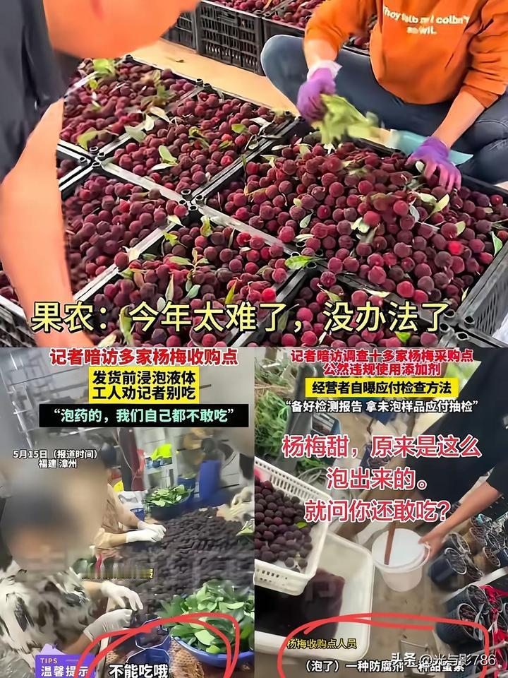 毁了果农的不是天灾而是人祸。望梅止渴，生津解渴，虽然此梅非彼梅。然而杨梅却有