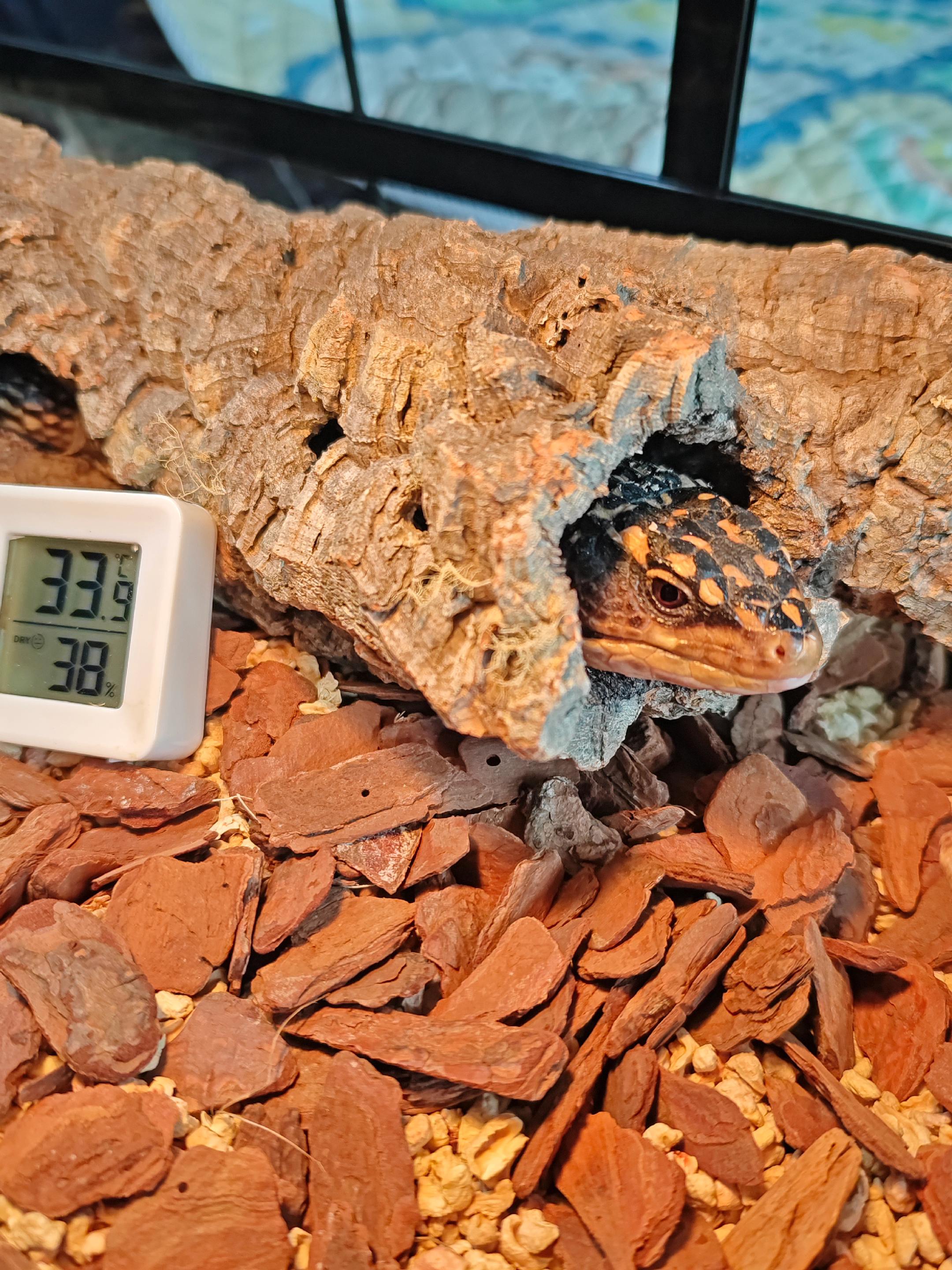 非洲蜥蜴卷，一口下去满满的蜥蜴肉。自从他发现他自己能钻到树桩里就不回窝里睡了