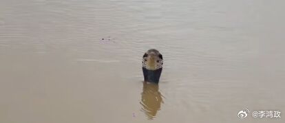广西洪水,一个蛇场的蛇全跑出来了，有人被咬到但无法送医院而死掉了。  ...