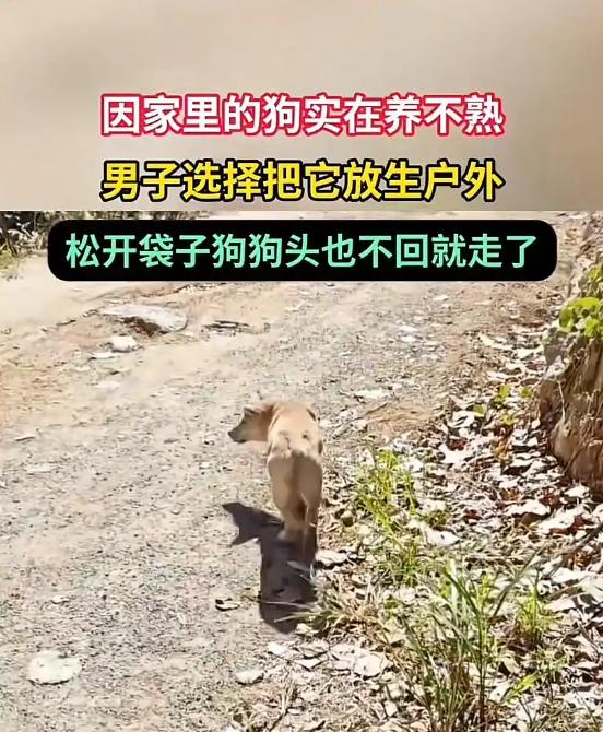 “破防了！”近日，广西，一男子养了条狗，不仅养不熟，还经常攻击他，所以选择放生，