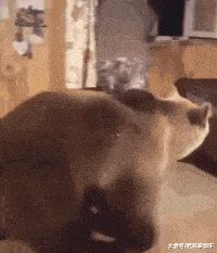 搞笑GIF: 妹子登高拍风景, 奈何大风不正经