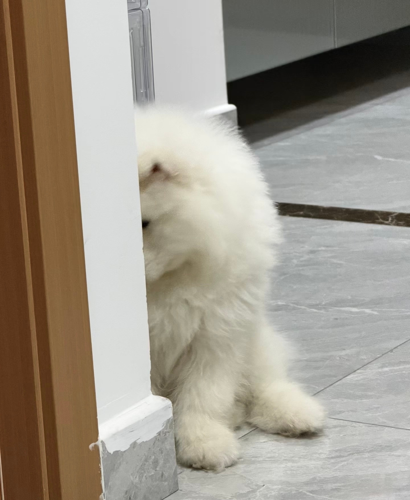 犯了错被骂后的萨摩耶宝宝