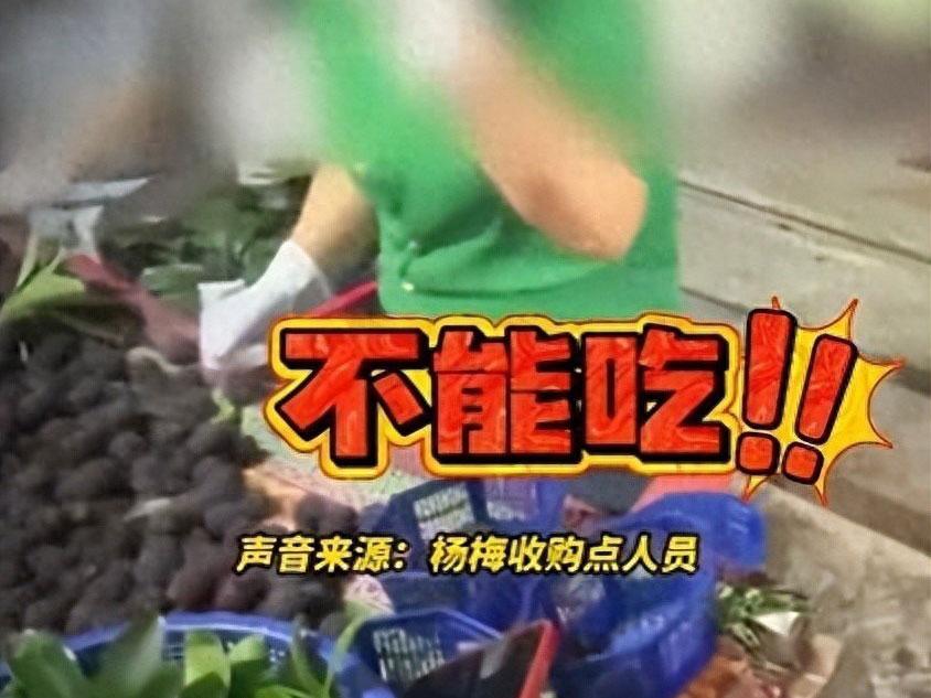 一颗杨梅的“药水”链条：产地泡药不算完，流通欺诈更寒心五月杨梅初红，福建杨梅却