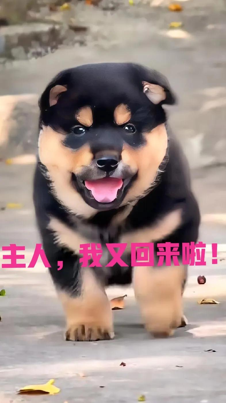 卖给人家的柴犬又主动跑了回来，关键是都收了人家的钱了，这下该怎么办啊？近日，一