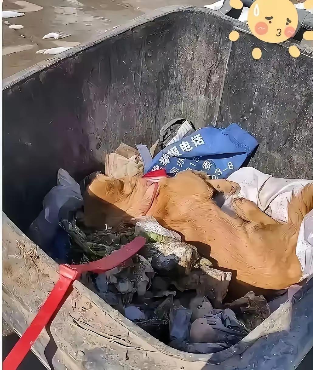生病的大狗被主人抱着扔进了垃圾桶，狗狗喘着粗气却无力挣扎仿佛已经认命了。正在清理
