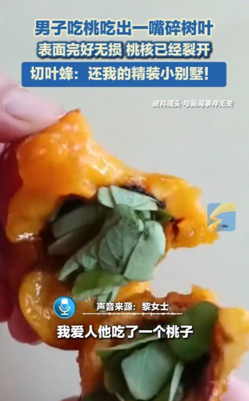 “活久见！”2025年8月，北京，一男子吃了一个黄桃，竟然吃出一嘴绿色的碎树叶！