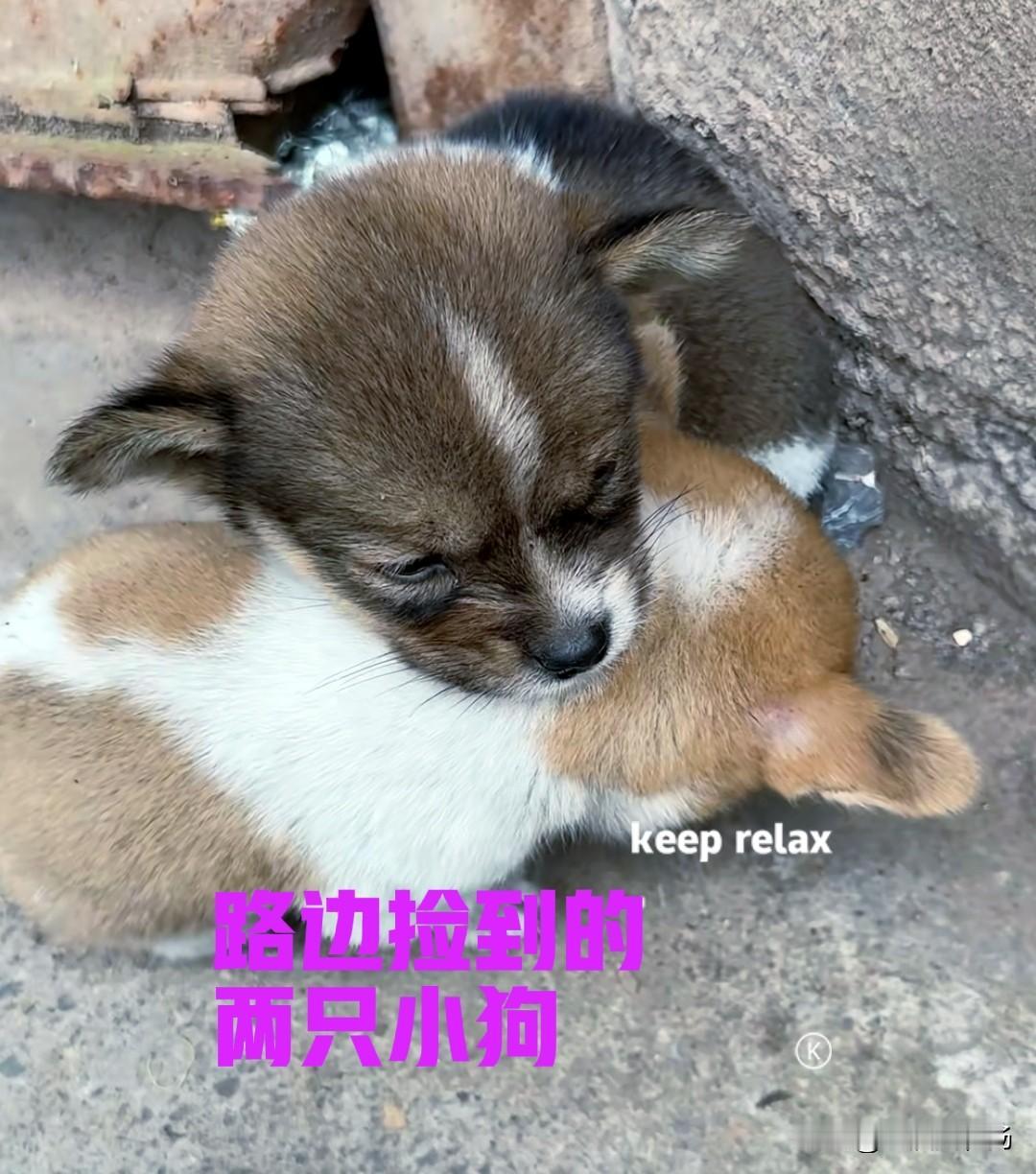 今早在上班的路上，听到路边隐隐有小狗的叫声。于是便停下脚步，在周围仔细寻找了一番