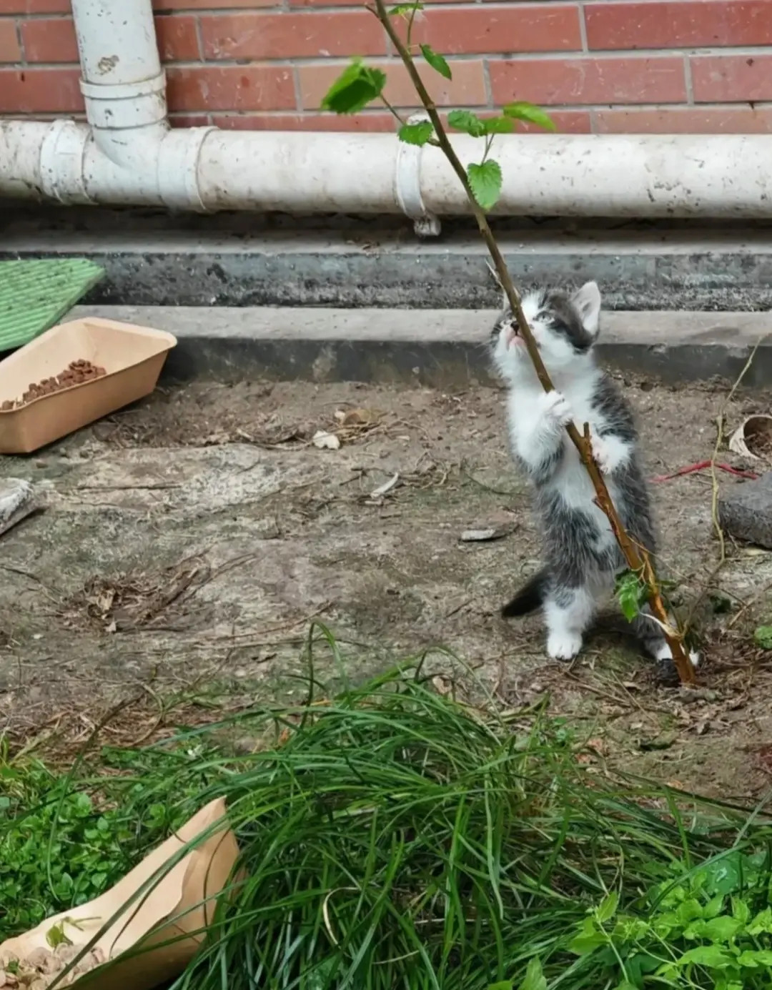 网友分享：前两天看到一只流浪猫，给它放了点食物。没想到今天突然下起了大雨，心里猛