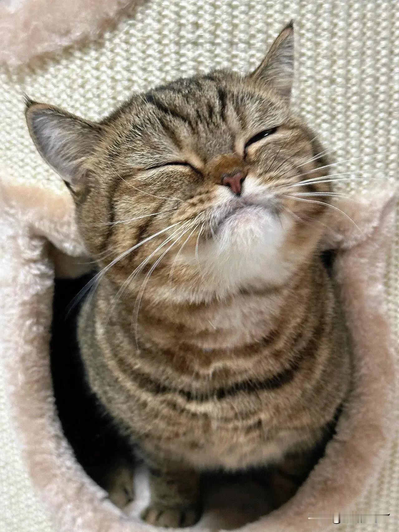 大家一定要警惕这种猫猫头