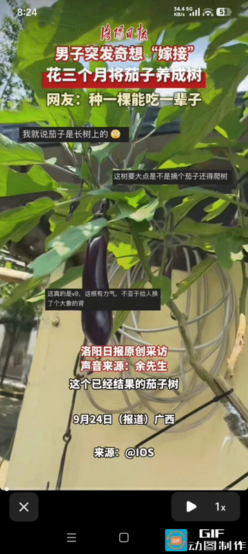 “脑子太好用了!”江西，一名男子突发奇想，“嫁接”家里种的茄子，果然，花3个月