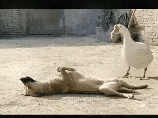 狗子：报复心太强了