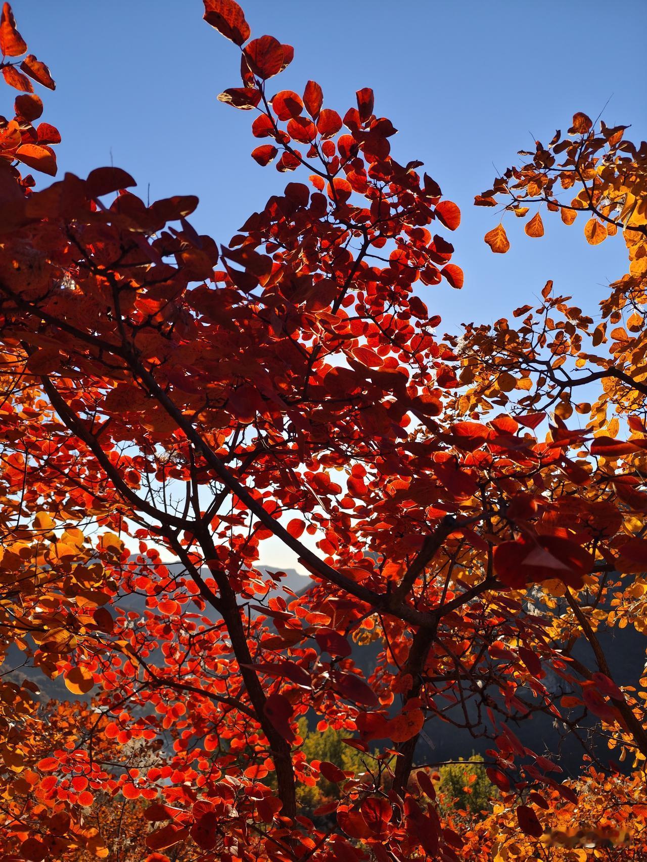 坡峰岭的红叶到了最佳观赏期，可以说到了一年最红的时候。上周六由于天气不是特别好