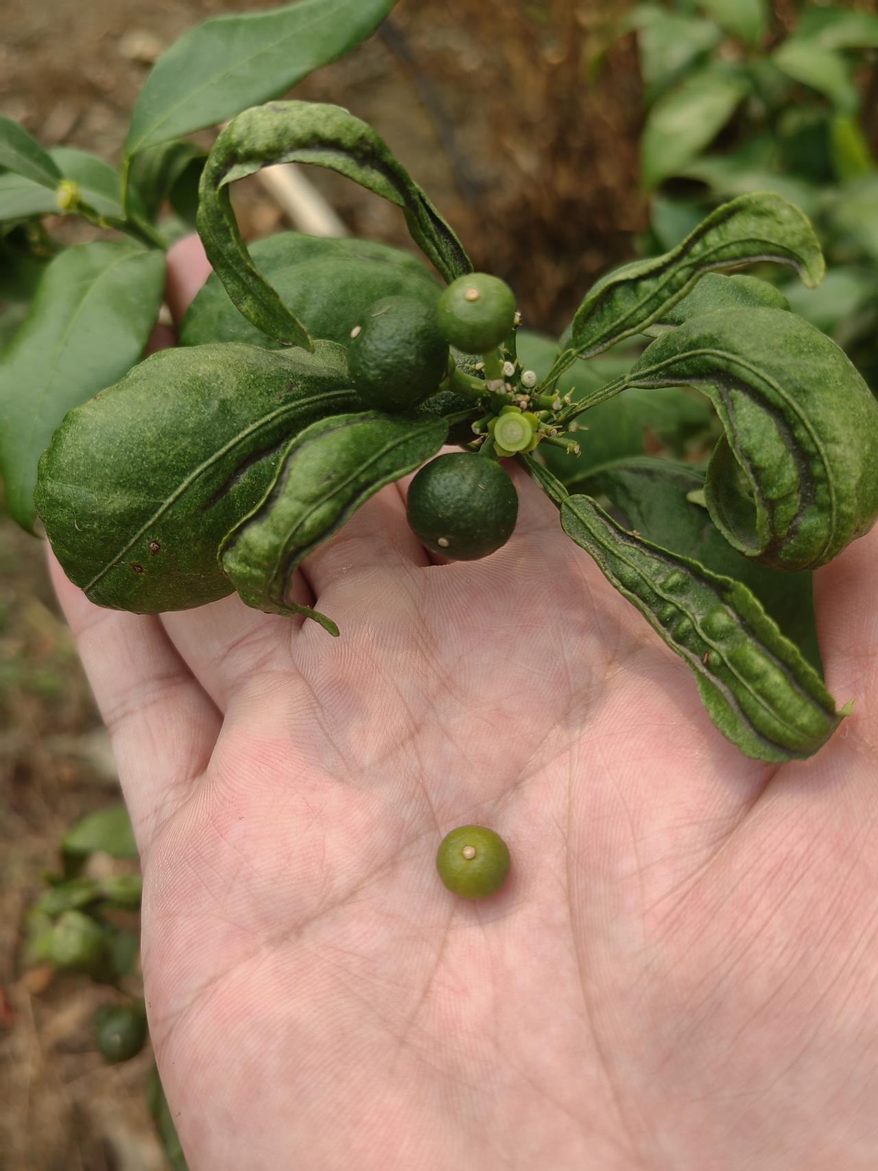🌱沃柑自然分果：读懂果树的“自我淘汰”智慧沃柑谢花后出现的自然落果，本质
