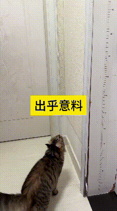 我反反复复看了好几遍这个视频，这下总算弄明白，为啥有些人家的猫总爱往外跑，不愿在