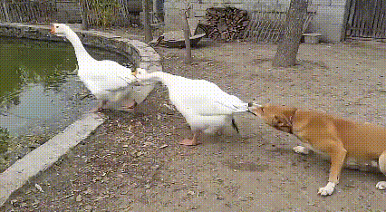 快回来，快回来吧，我不让主人炖你们了还不行吗？赶紧回来吧！给我回来！[