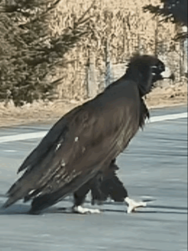 神雕侠侣果然没骗人！在吉林珲春，一位女子开车时，突然发现前方出现一个黑乎乎的大