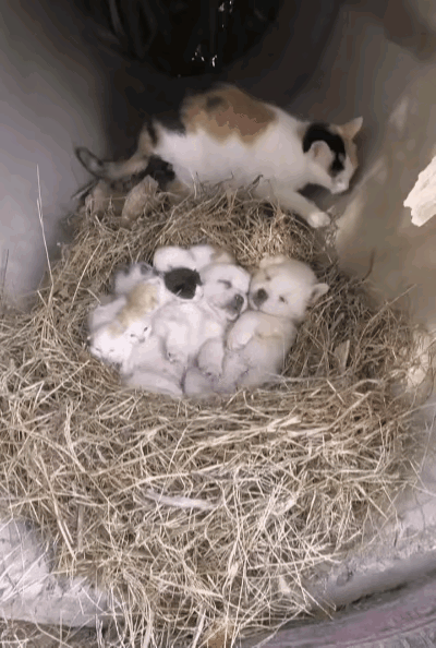 太暖心了！谁说母爱分物种？流浪猫妈妈这波操作直接戳中所有人的软肋！它在地下洞生了