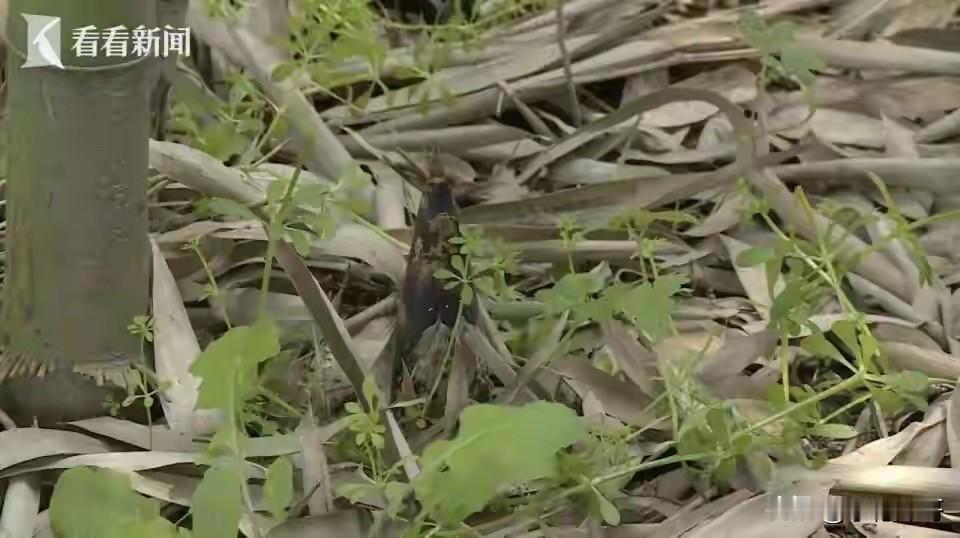 法院判的好！重庆，男子景区游玩时钻进路边竹林偷挖竹笋，结果一脚踩空，鼻子被地上的