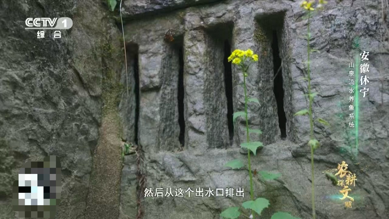 中国古人养鱼用流体力学古代养鱼竟有如此巧思！休宁古鱼池通过巧妙设计进出水口，让