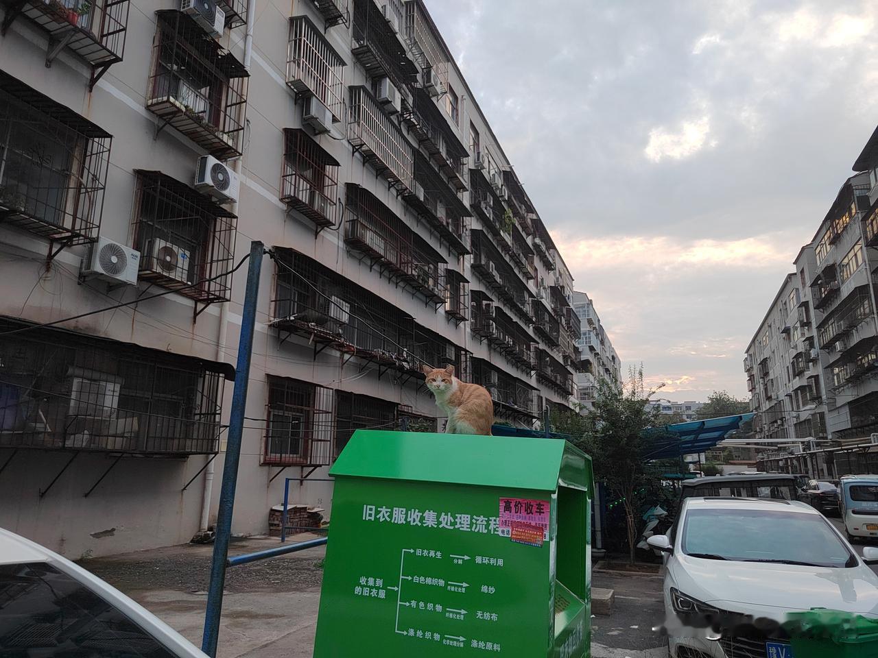 你们发现没？现在每个小区都有这种小可爱！它们乖乖巧巧，干干净净，却是流浪者！