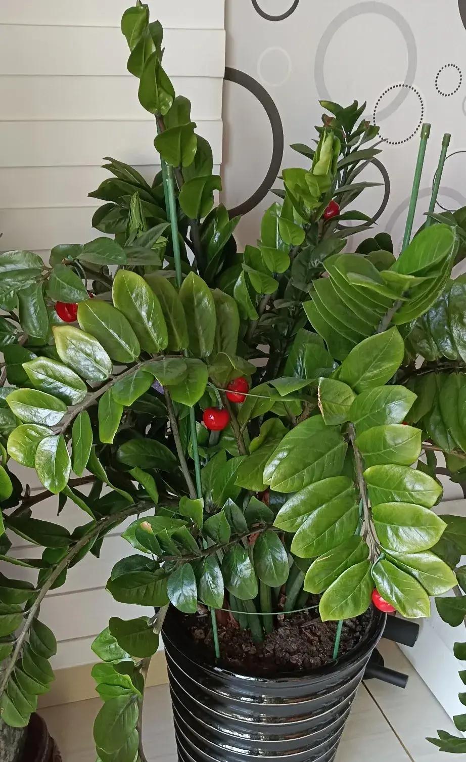 你家的绿植叶子总是灰蒙蒙的?学会这个小窍门,分分钟让它们焕然一新!昨天去姐姐家